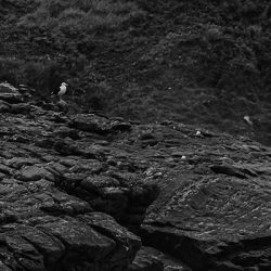 Fragmento de la Fotografía Testigo de la colección Olas de Máximo Ruiz – Pequeño pájaro observando el rompimiento de una ola contra una roca.